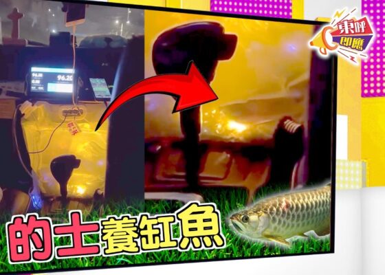 的士司機開工帶著觀賞魚，減壓騙讚或擺風水陣？